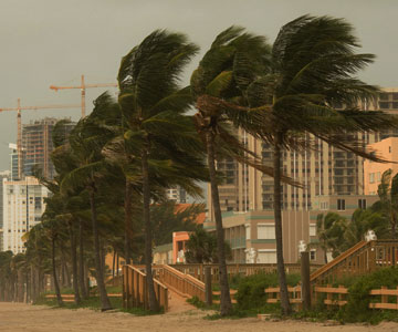 hurricane blowing trees